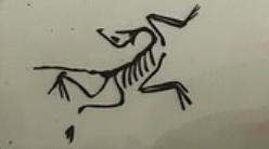 Arc'teryx Bird Decal (2 pack)